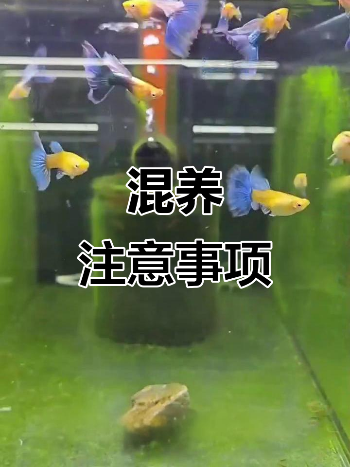 黑玛丽与孔雀鱼混养，注意水质、空间和饲料管理