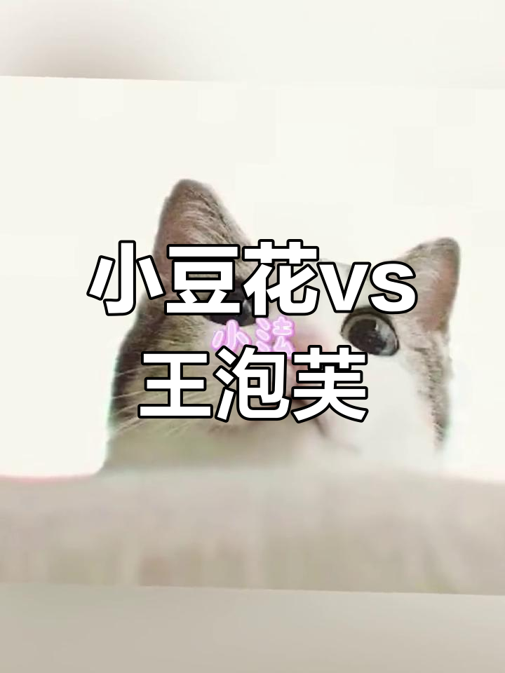 王泡芙与小豆花,网红宠物大比拼!