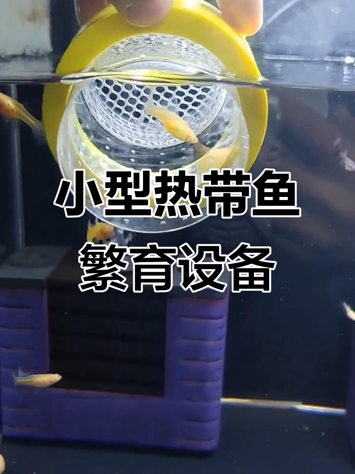 孔雀鱼繁殖隔离盒选择指南,迷你小鱼缸与水泵搭配技巧