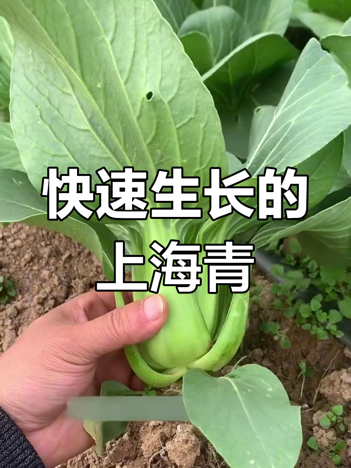 上海青油菜,三天发芽二十天就能吃,阳台小院轻松种
