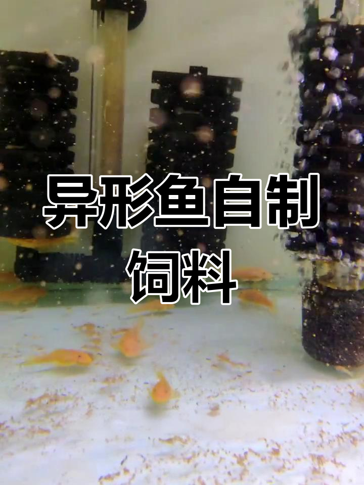 自制颗粒饲料助力异形鱼快速成长,两个月长到五厘米