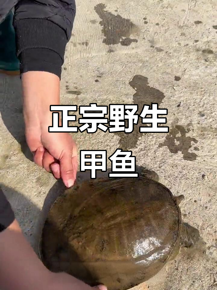 野生甲鱼大揭秘,公母难辨!
