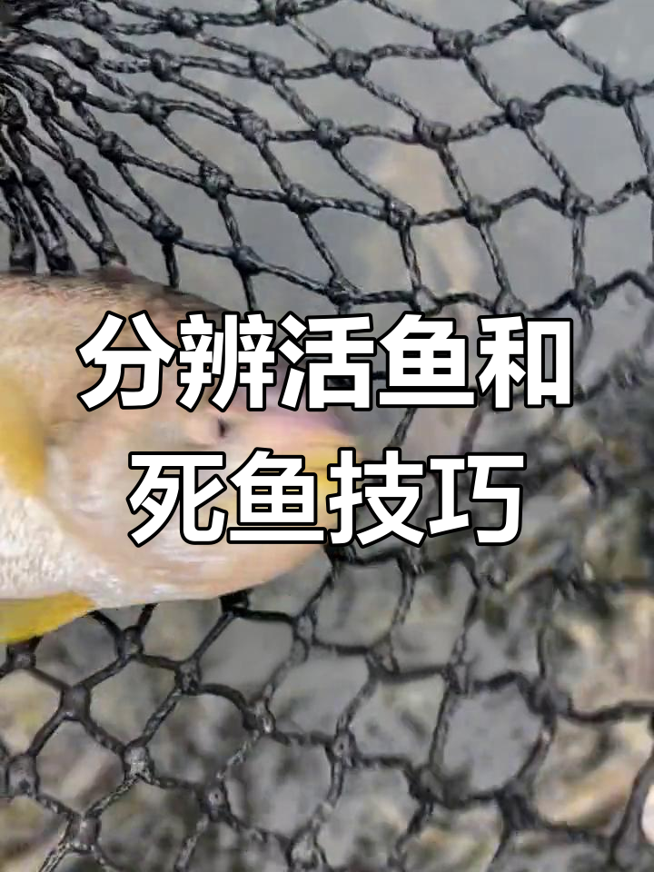如何辨别活鱼与死鱼的差别?渔民现场揭秘