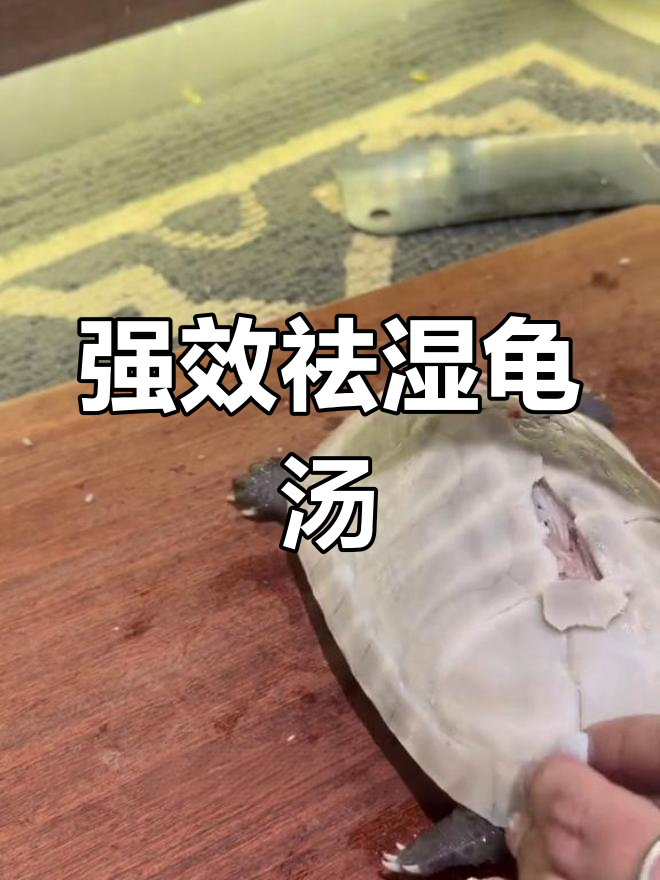 土茯苓龟汤,祛湿效果惊人