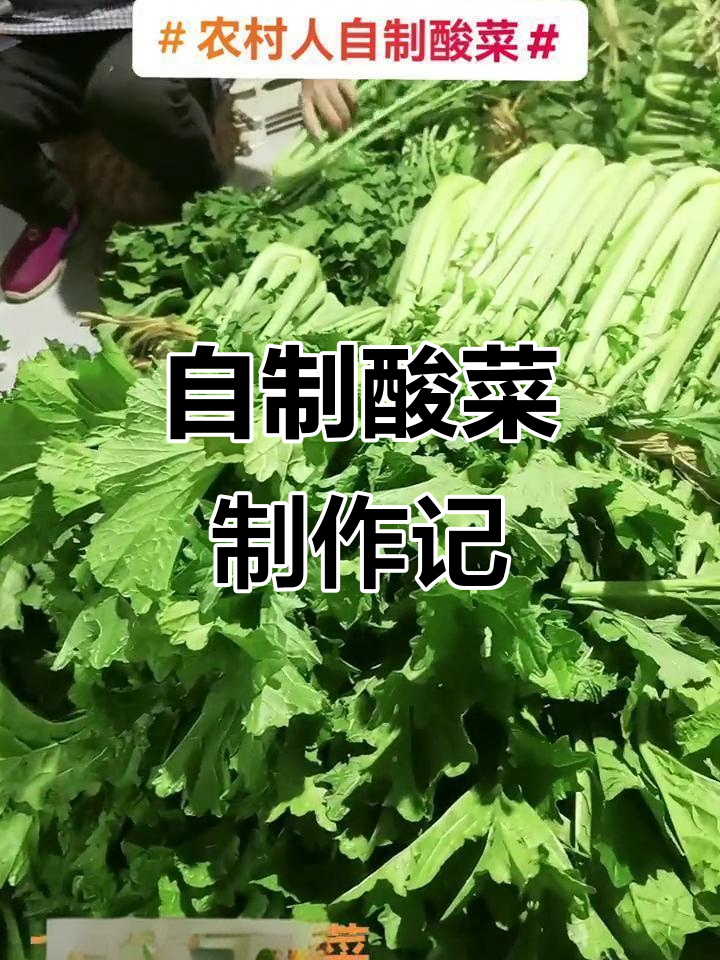 农村自制酸菜,准备洗菜的忙碌日常