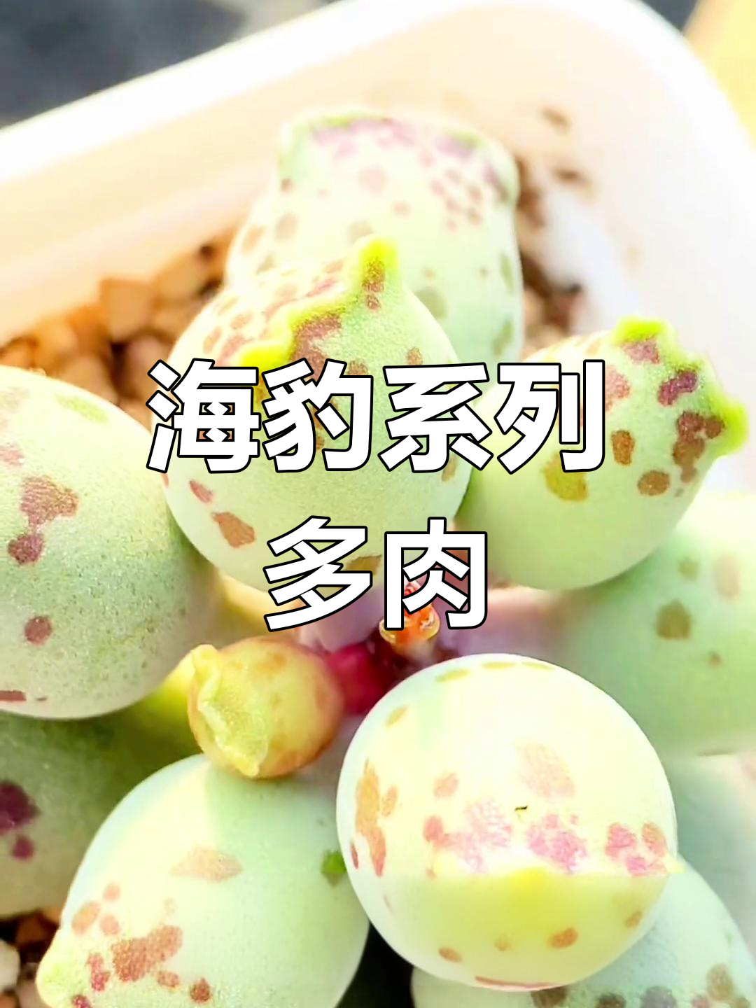 各种奇特海豹多肉植物介绍