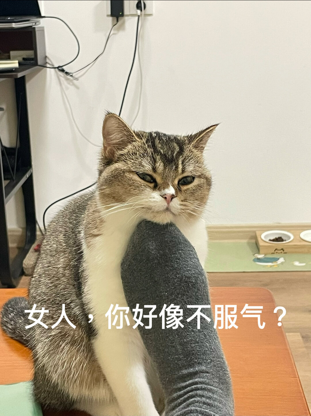 吃猫肉犯法吗?
