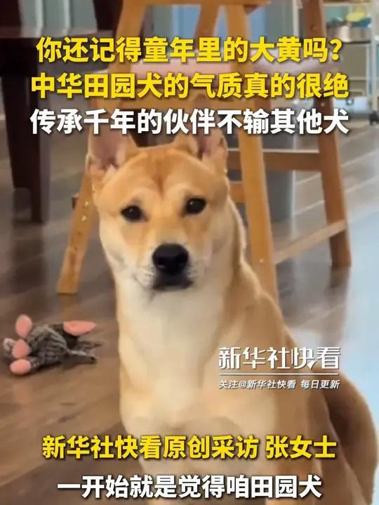 你还记得童年里的大黄吗?中华田园犬的气质真的很绝,传承千年的伙伴不输其他犬