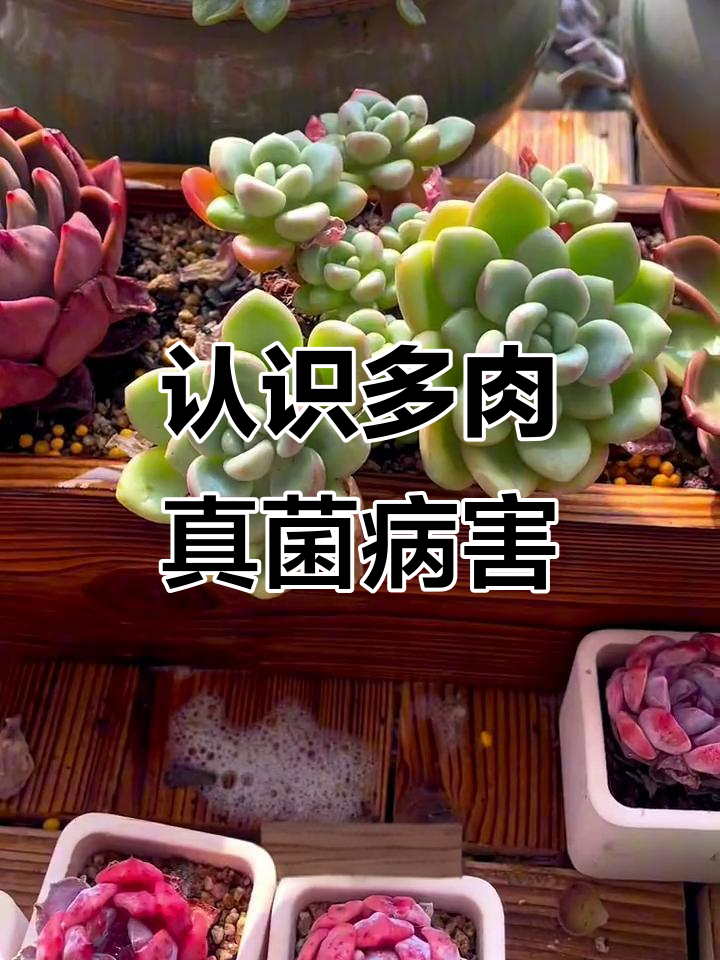 多肉植物常见真菌病害大揭秘，防治方法超简单
