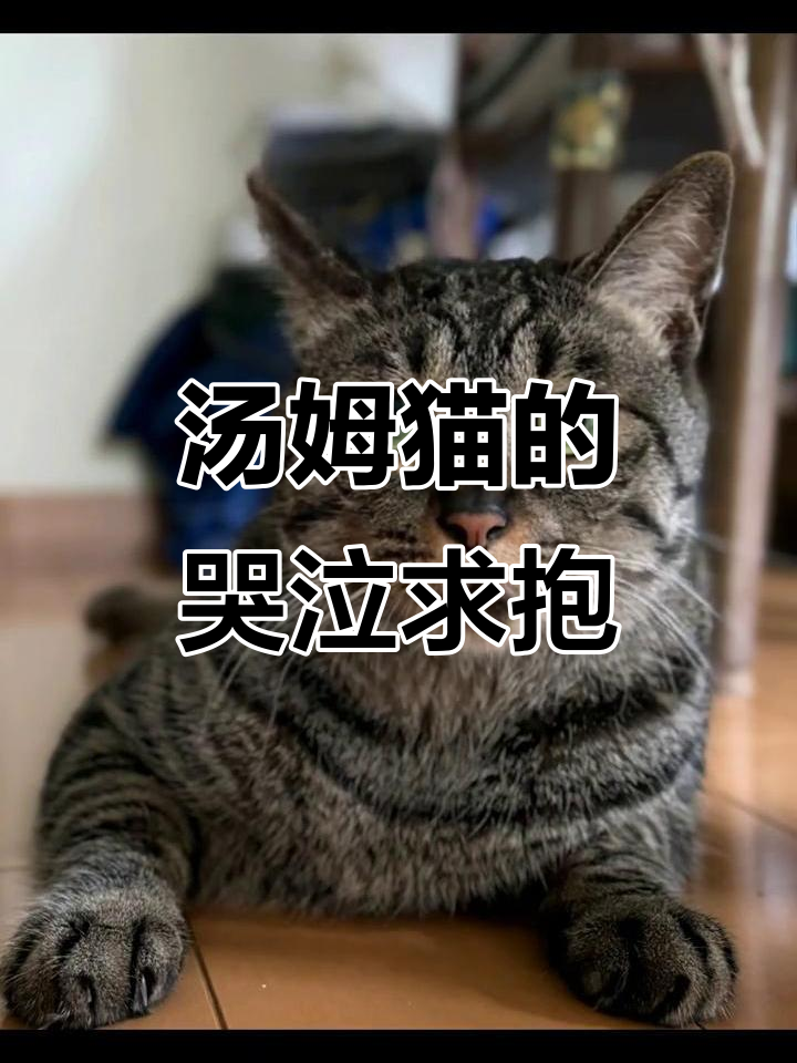 汤姆猫大哭找爸爸,快来抱抱它!