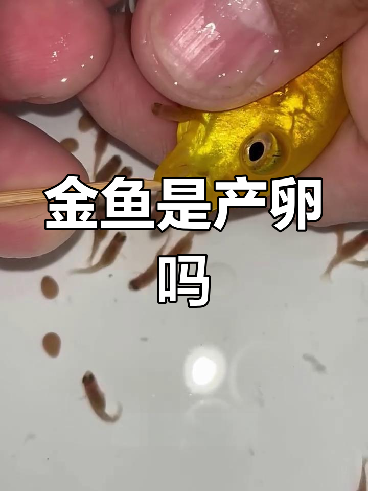 金鱼产卵还是生崽?揭秘水族箱里的神奇繁殖方式