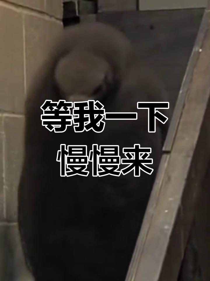 灰企鹅的等待,别走太快