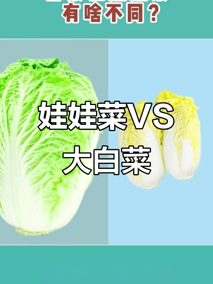 娃娃菜与大白菜,营养PK谁更胜?