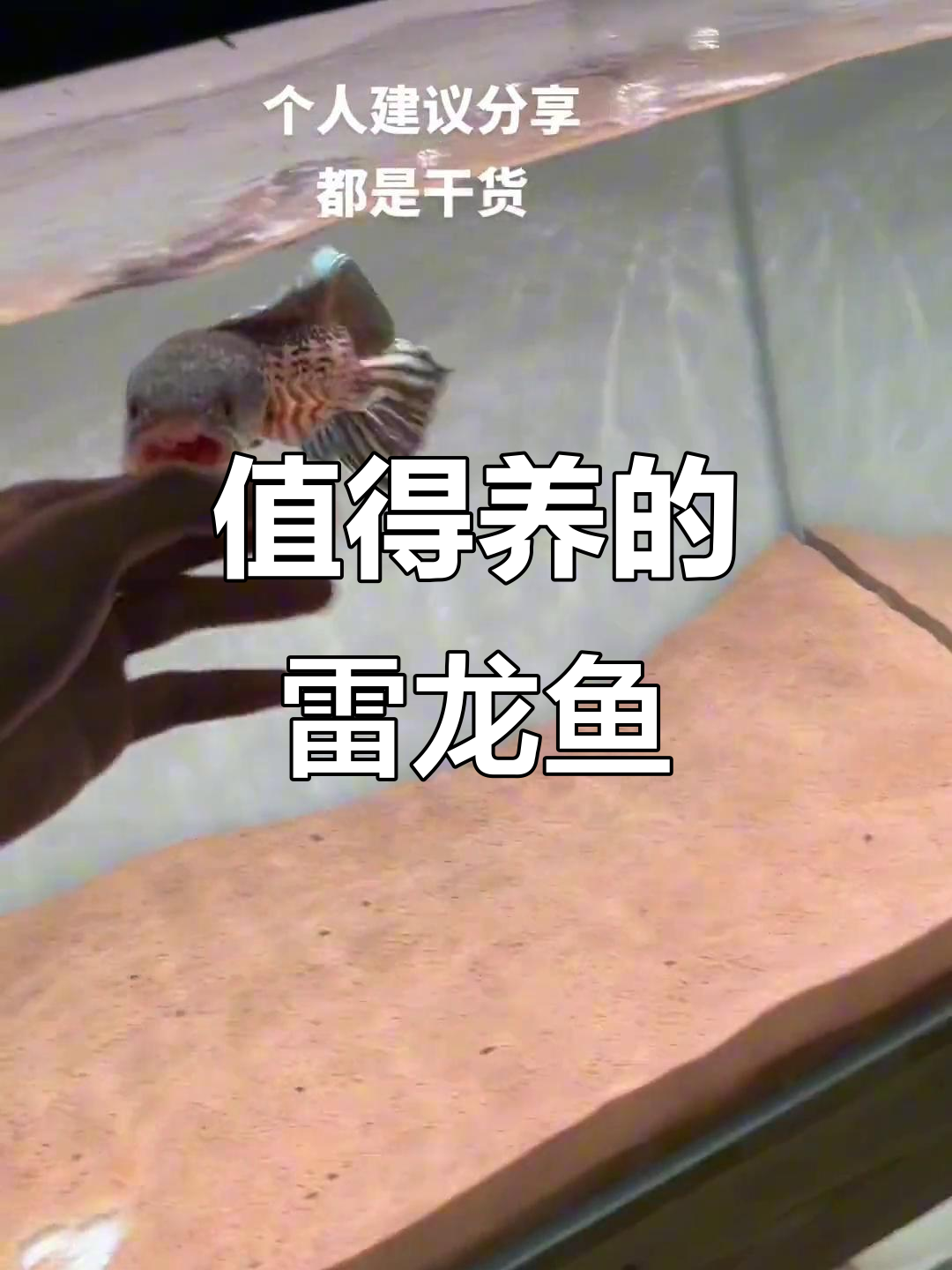 雷龙鱼繁殖品种选择指南,哪些值得入手?