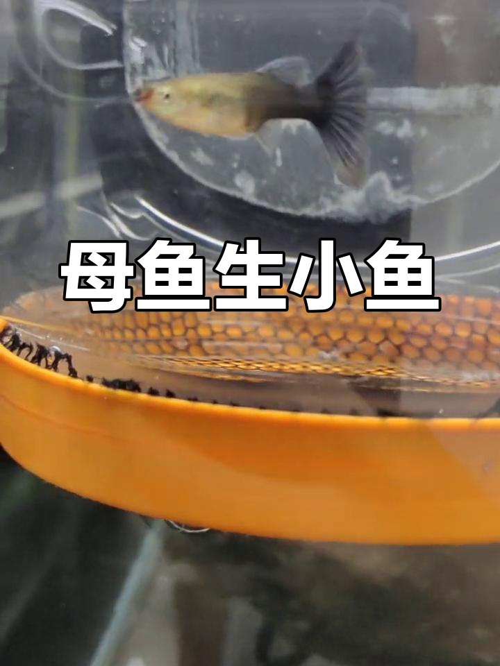 孔雀鱼生产全过程揭秘