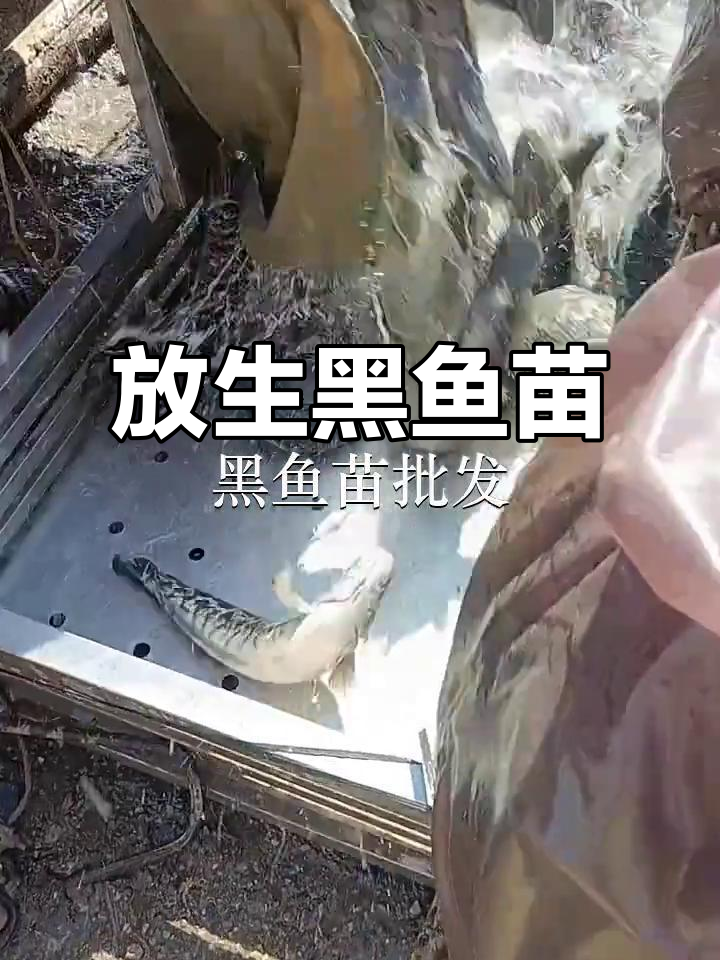 深圳清水河、广州鳌头与惠州鱼苗场,放生黑鱼苗助力生态
