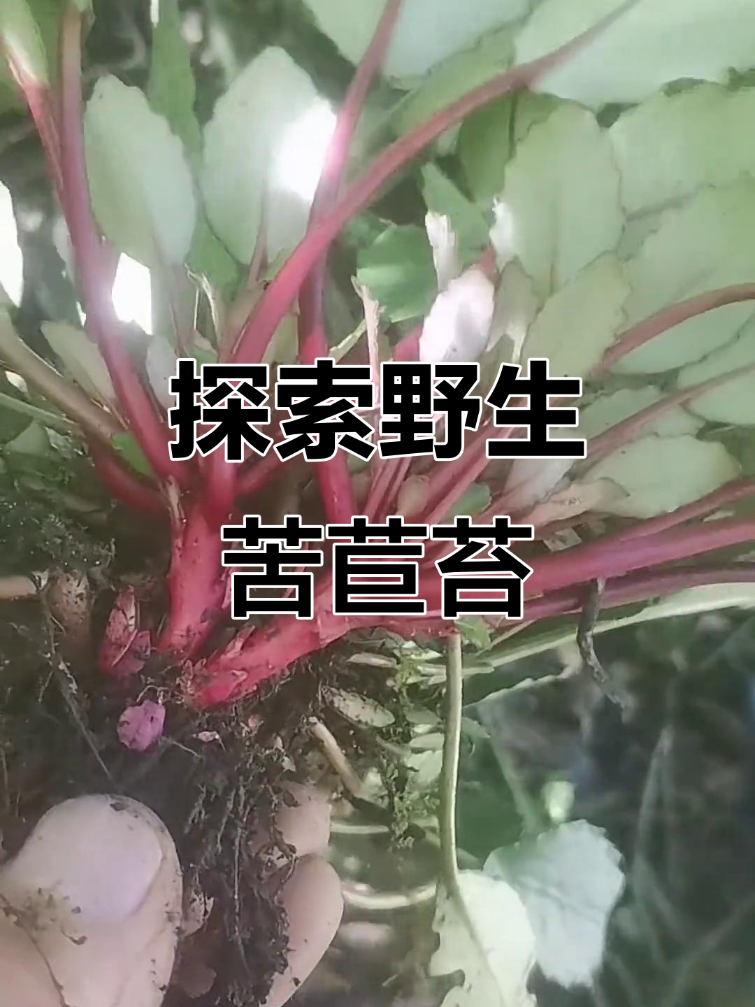 贵阳二哥带你探秘野生苦苣苔，矮白菜的美丽与神奇