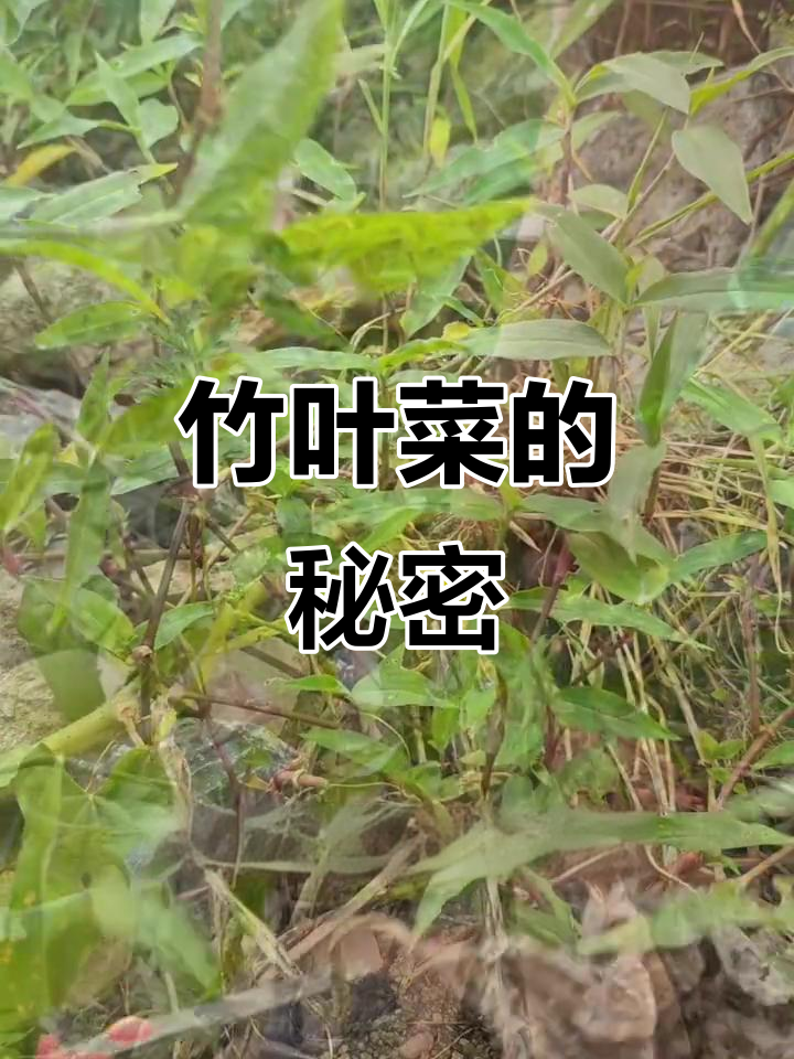 竹叶菜:美丽又实用的农村宝藏植物