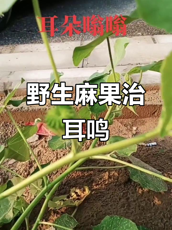 耳朵嗡鸣?试试这种野麻小果子,效果惊人!