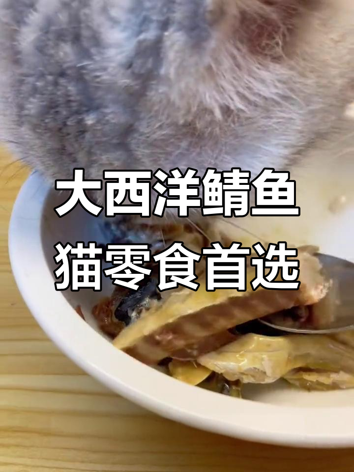 猫咪必备!大西洋鲭鱼肉,增肥发腮又美毛