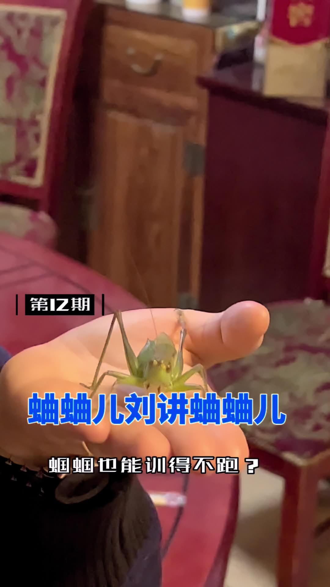 蛐蛐儿刘讲蛐蛐儿 第12期|蝈蝈能训练得不跑也不咬人?北京文化 蝈蝈蛐儿 非物质文化遗产 