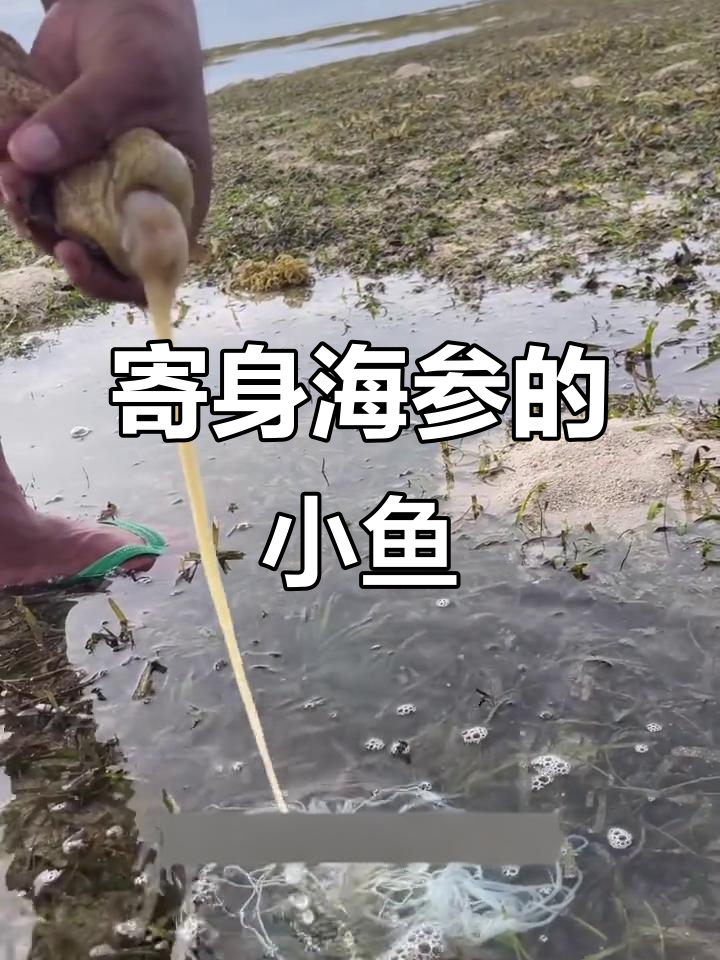 海参体内的钳鱼:一种寄生小鱼的生存方式