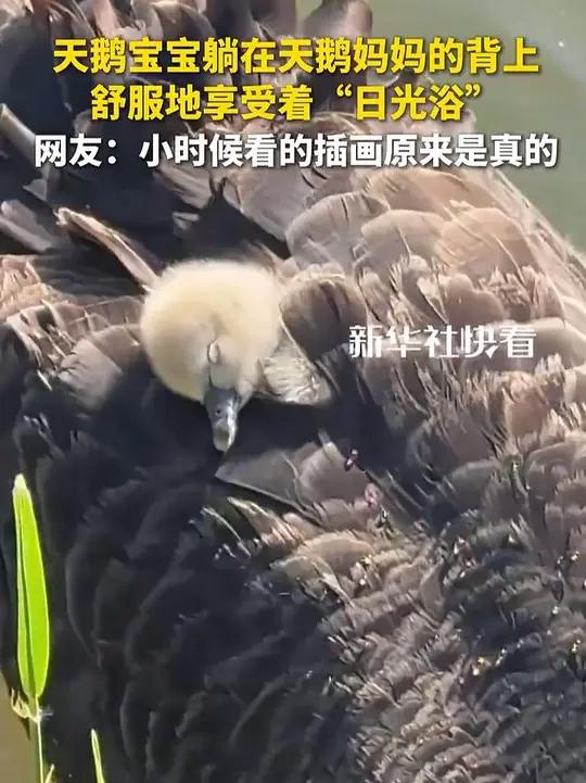 天鹅宝宝躺在天鹅妈妈的背上,舒服地享受着“日光浴”,网友:小时候看的插画原来是真的(来源:
