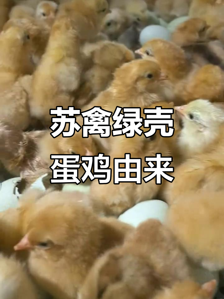 苏禽绿壳蛋鸡的起源与培育过程揭秘