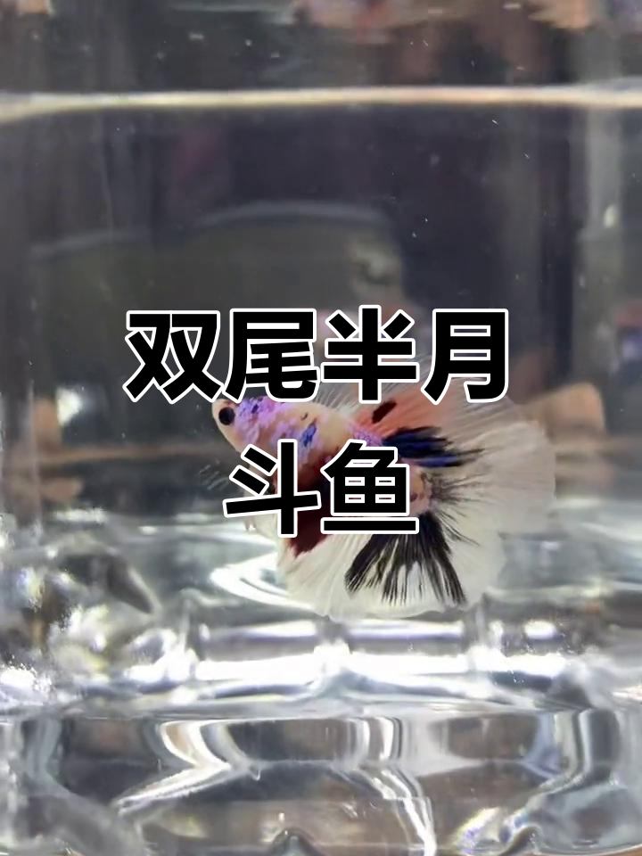 马来西亚斗鱼品种揭秘:双尾半月之美