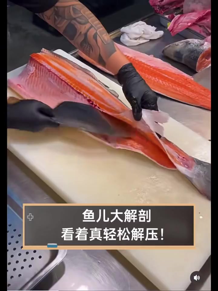 鱼儿大解剖,看着真轻松解压!