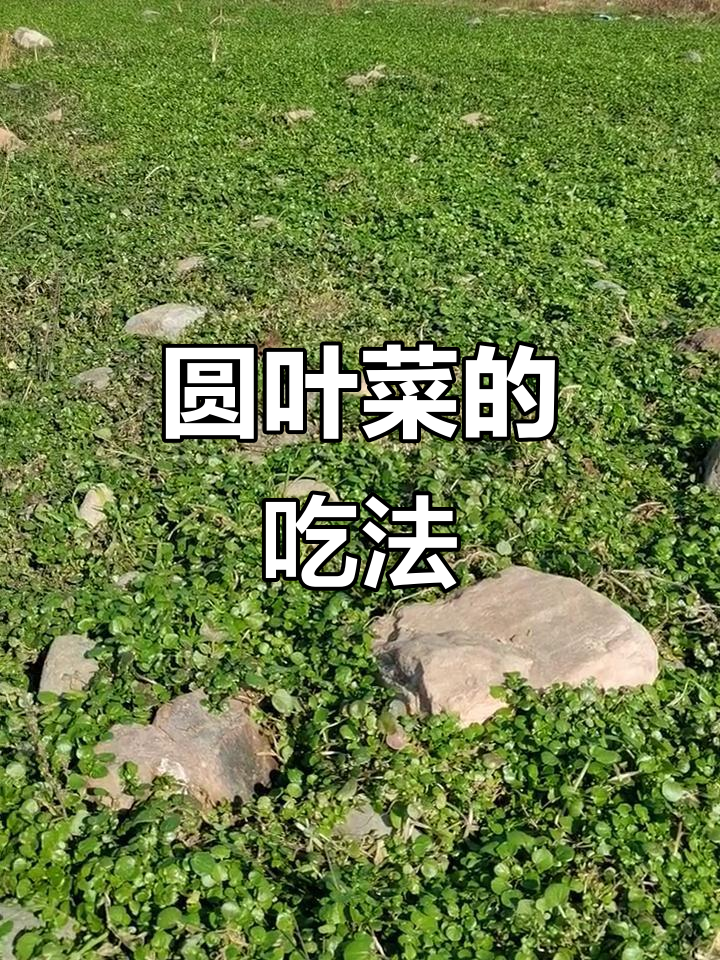 圆叶菜,你们怎么称呼它?有什么美味做法吗?