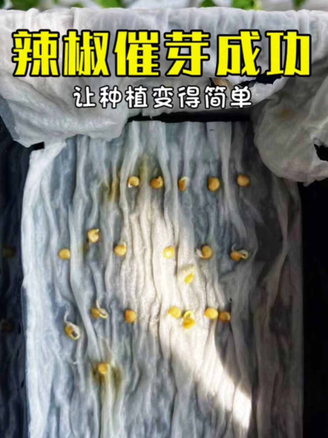 辣椒种子催芽育苗方法
