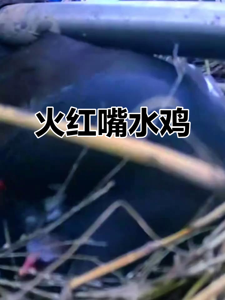 红嘴水鸡：黑褐色与火焰般的美丽，栖息于湿地湖泊