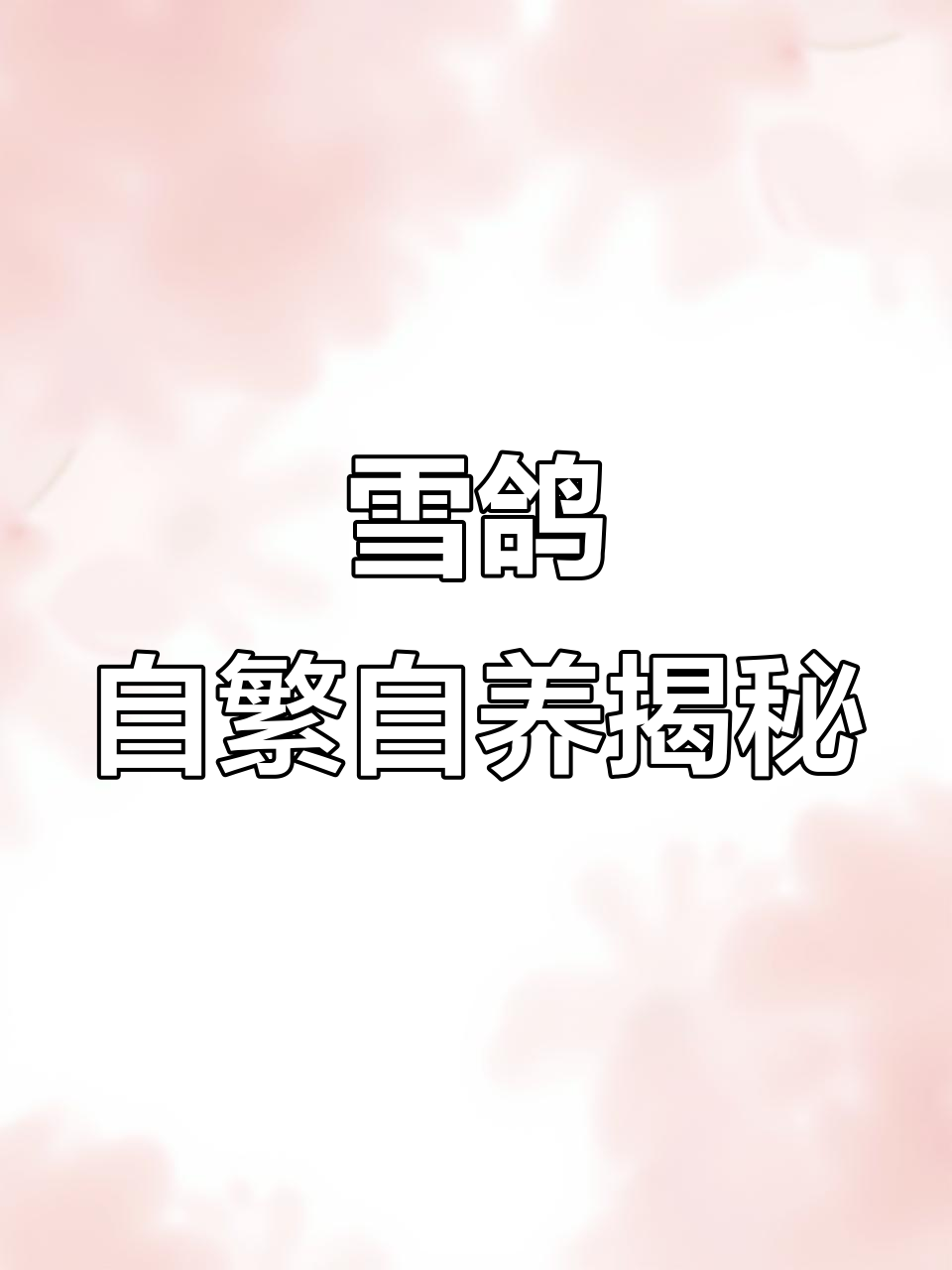 雪鸽繁殖揭秘:独立生活与协作育雏的平衡