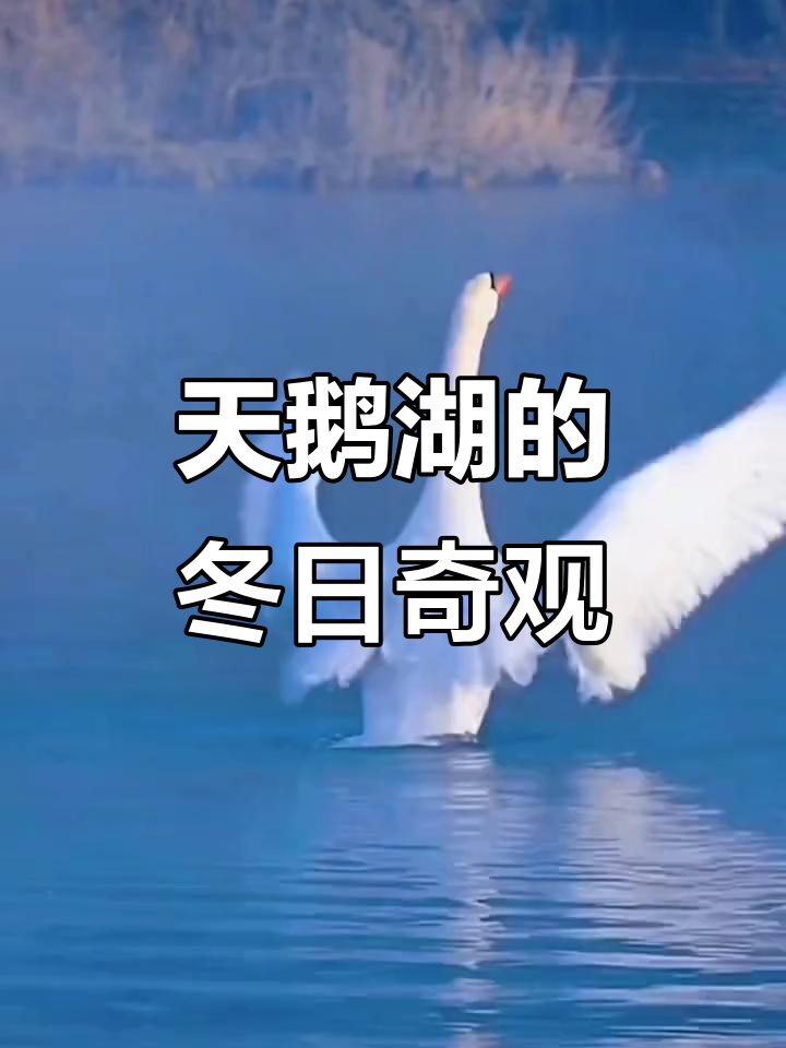 冬季新疆,天鹅湖如梦似幻,雪景与晚霞交织成童话般的美