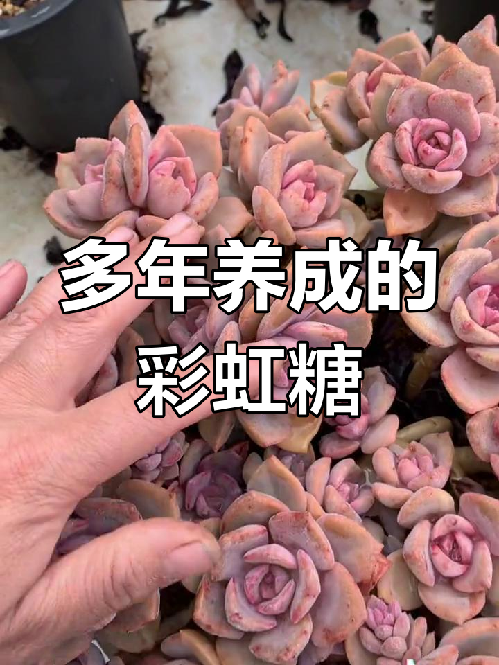 彩虹糖多肉老桩,美丽多年