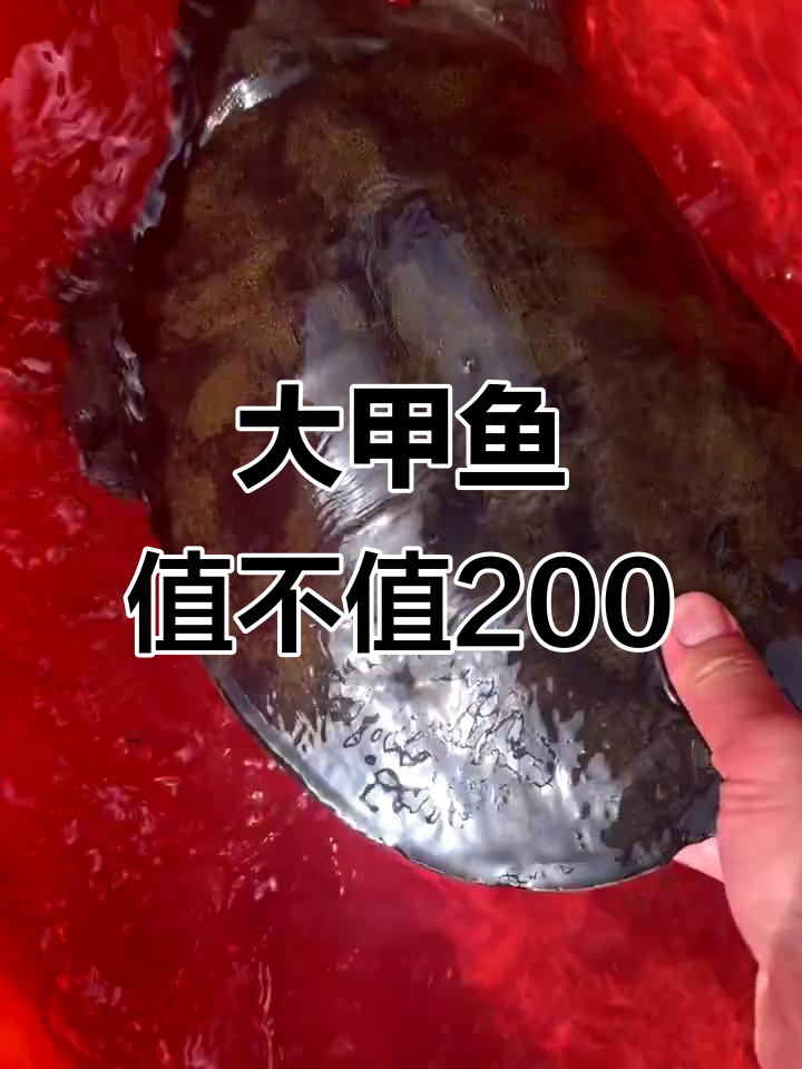 5斤野生甲鱼,价格超两百,吃不吃?