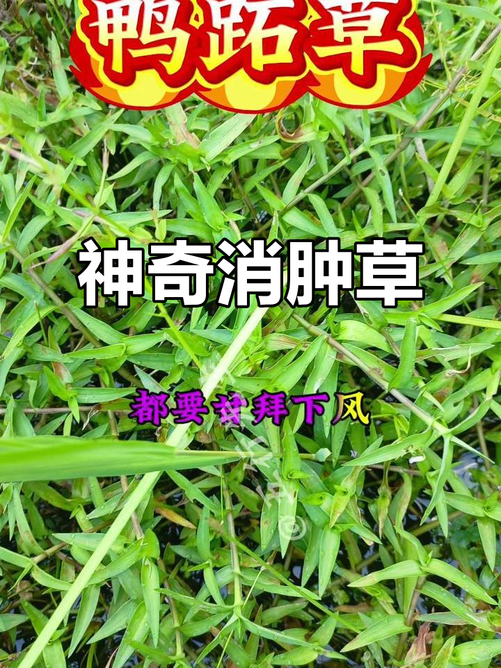 鸭跖草:农民讨厌却有神奇消肿功效,蛇毒也能败给它