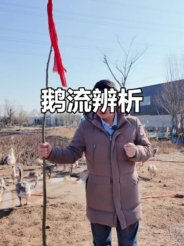 鹅病诊断技巧:解剖与症状分析