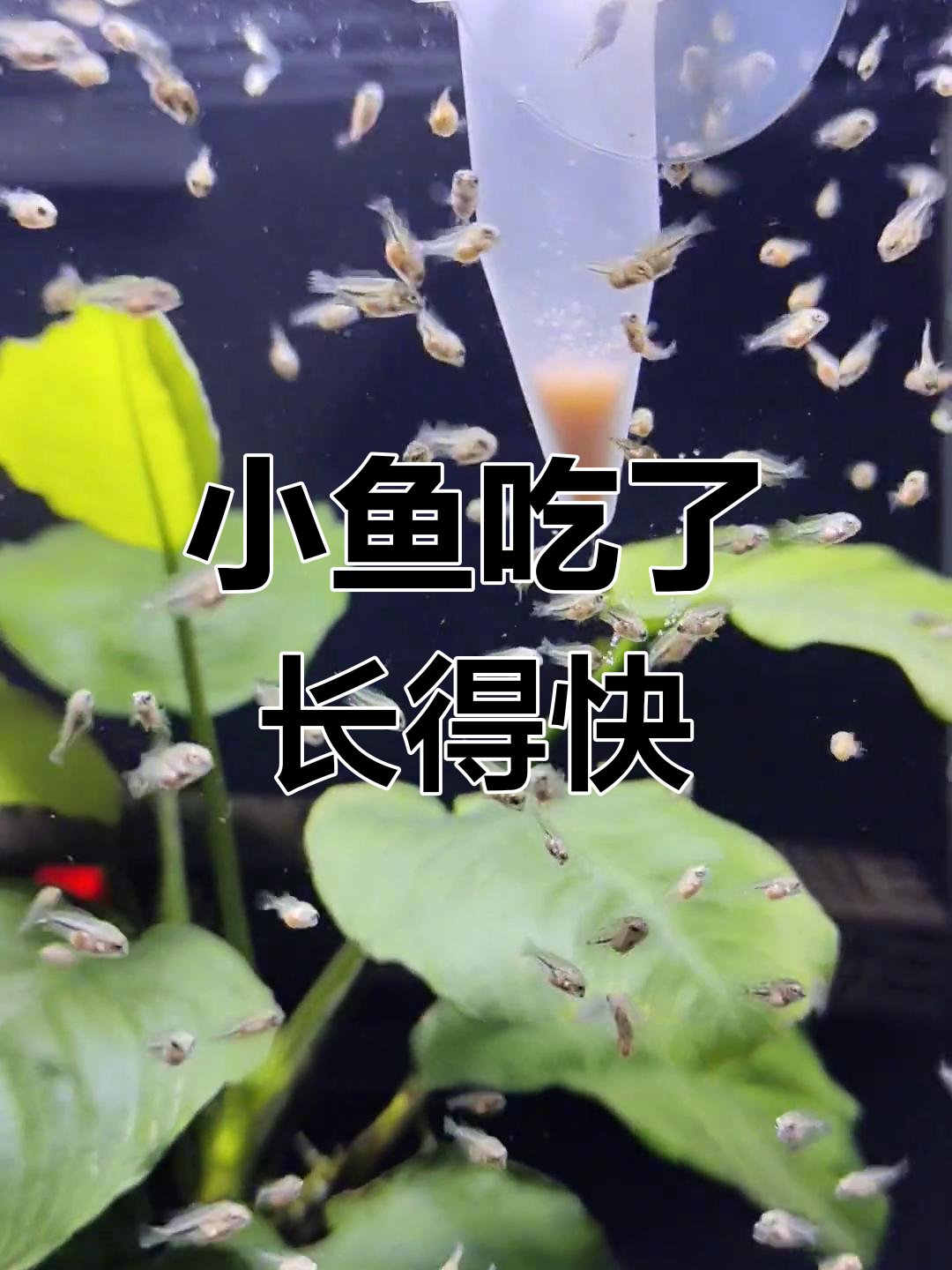 丰年虾幼虫:小鱼苗快速生长的秘密