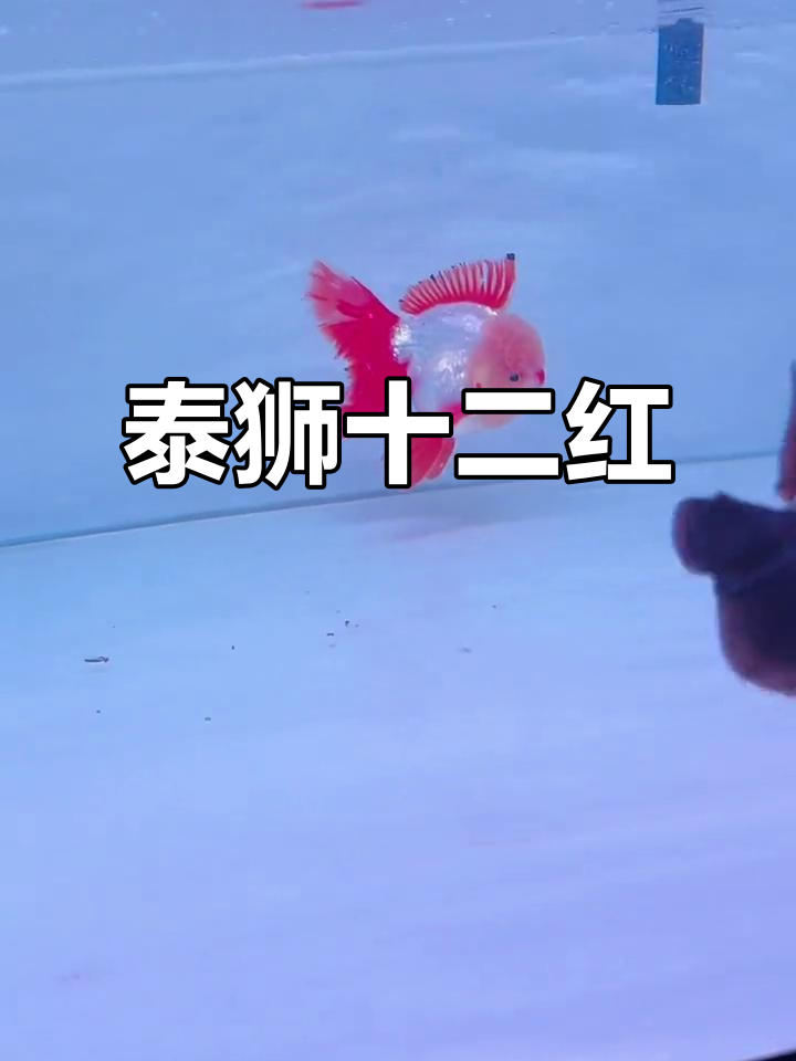泰狮百褶裙金鱼,十二红惊艳登场