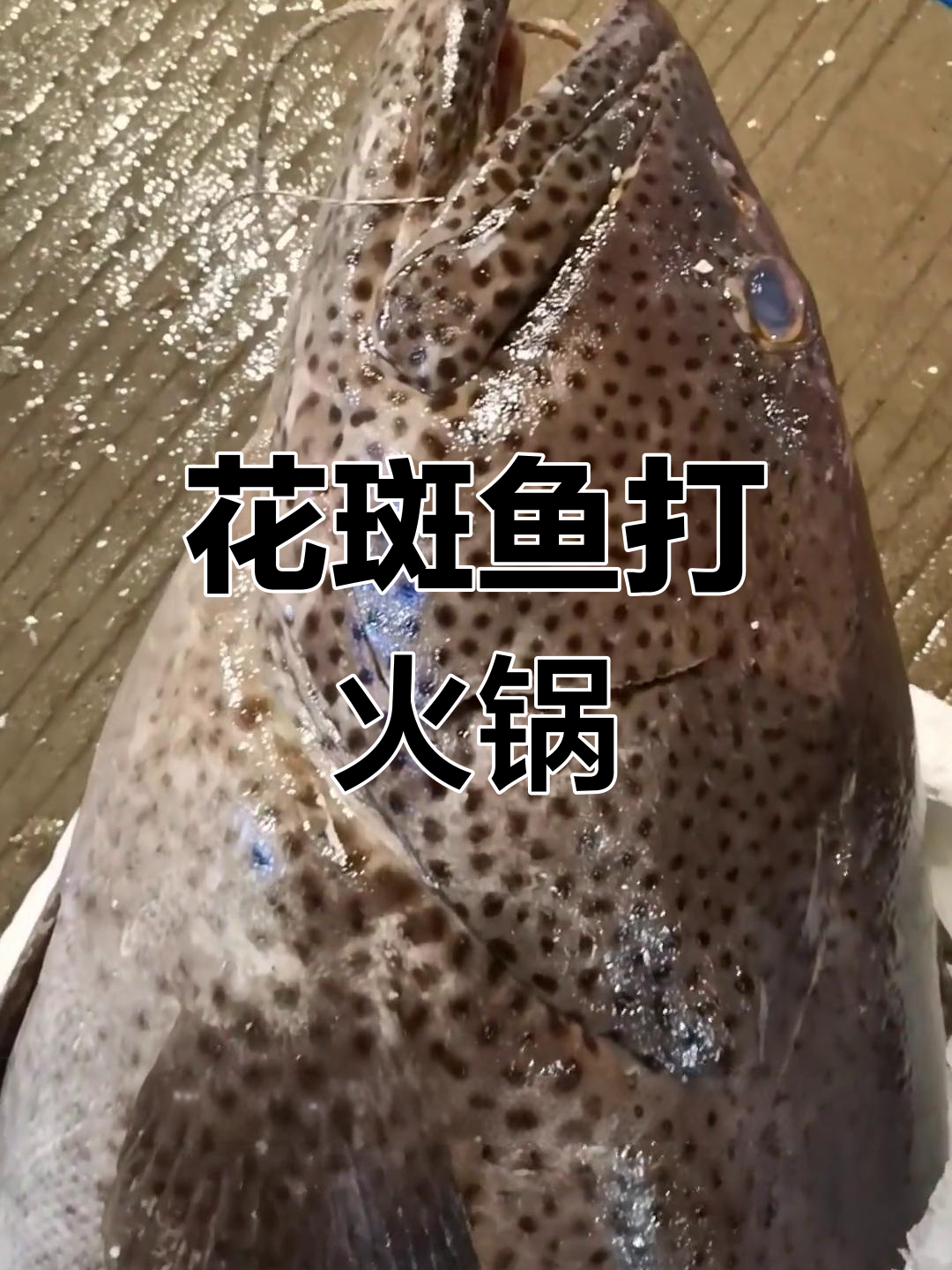 湛江花斑鱼火锅,鲜美滋补