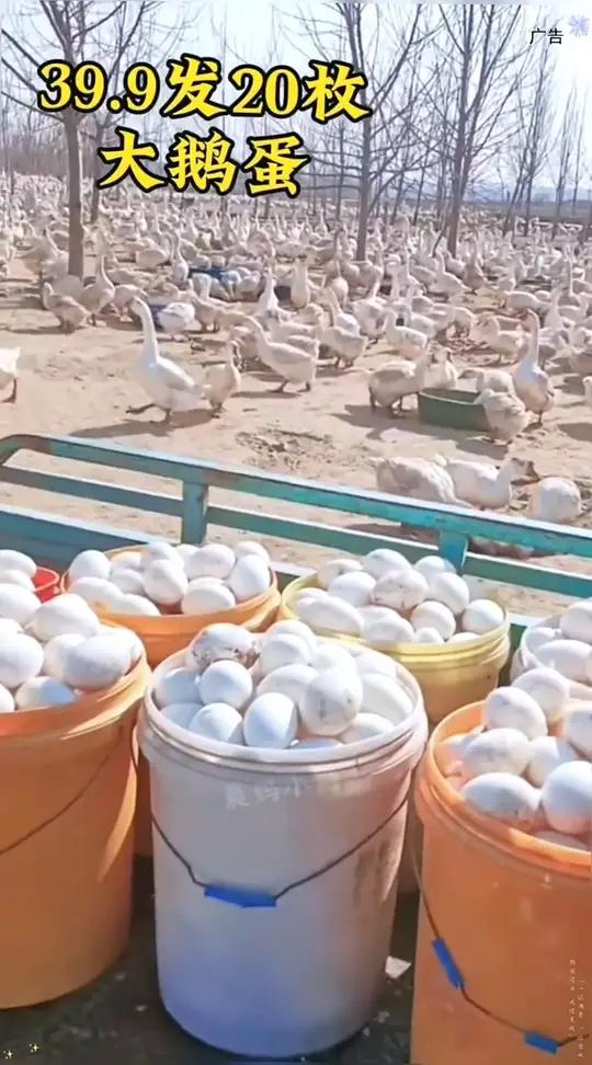 农家土鹅蛋爆跌,抢到就是赚到