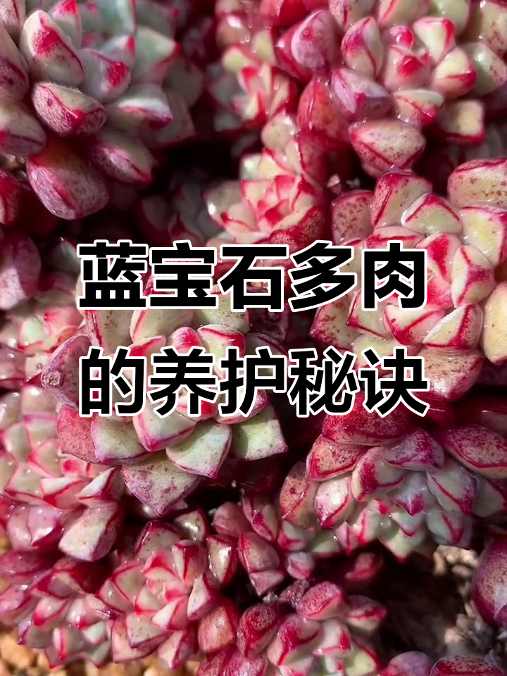 蓝宝石多肉,经典老品种,易养难控型,需充足阳光