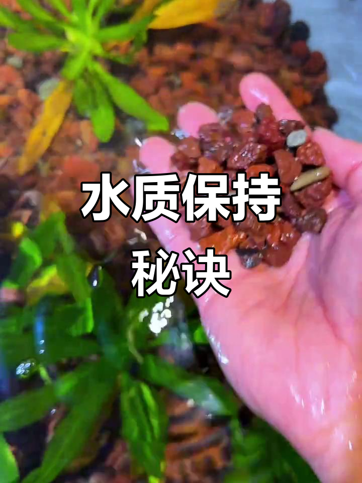 火山石让水质持久清澈，半年不换水，养鱼更轻松！