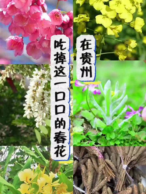 「贵州春花的100种吃法」凉拌油菜花、油炸油菜花、清明粑、槐花炒鸡蛋……春季的贵州,花不仅