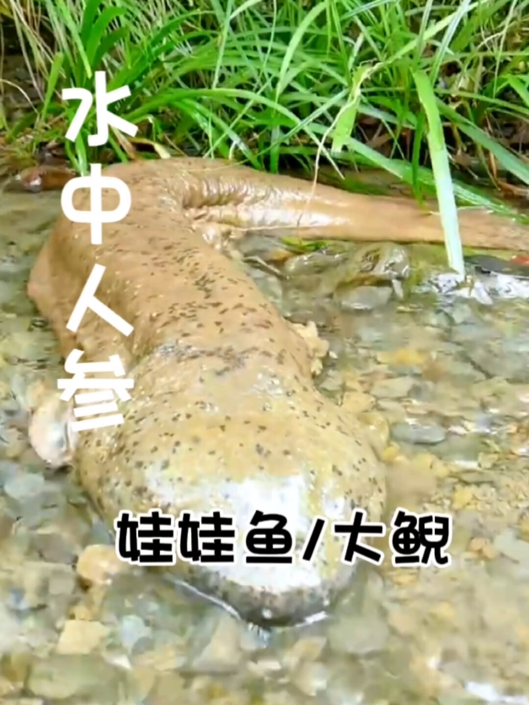 每天认识一条“鱼”|娃娃鱼