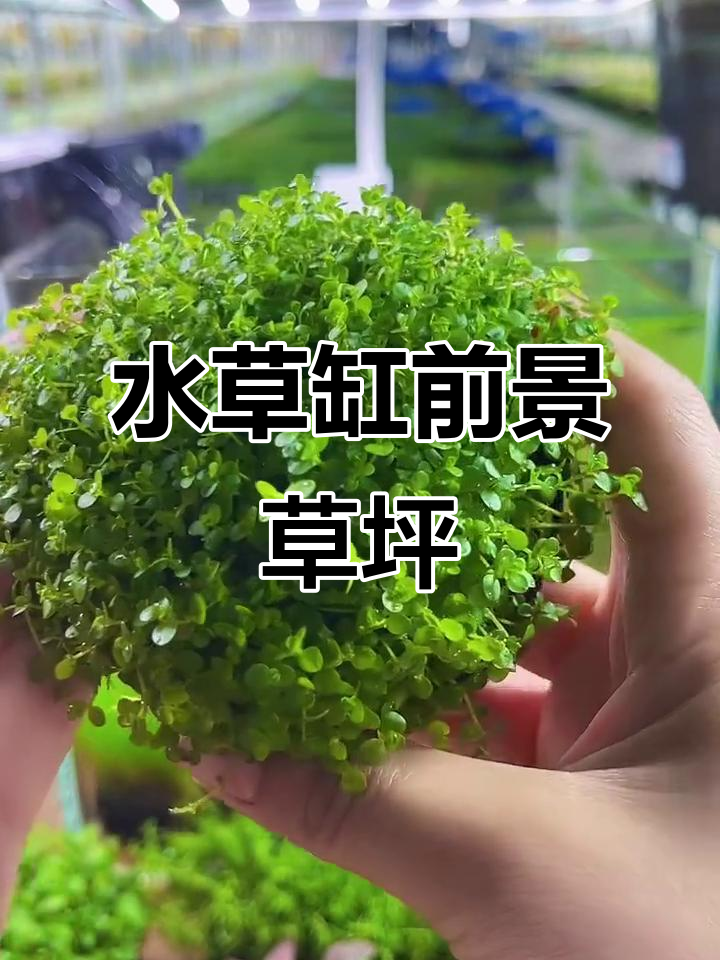 打造水草缸前景草坪,爬地矮珍珠让鱼缸更绿