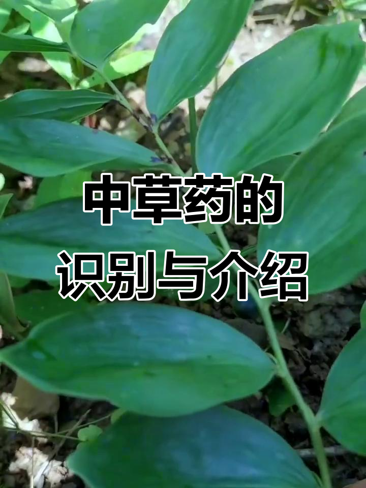 鸡头黄精、白头翁等中草药实拍,带你认识这些草本宝藏