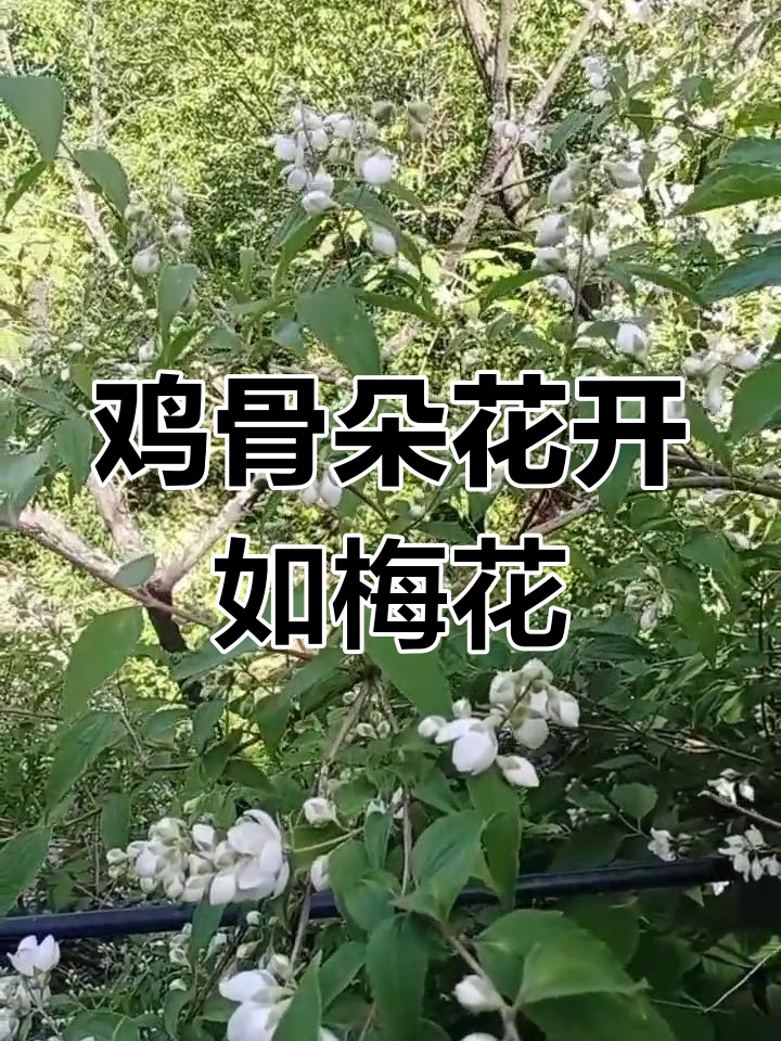 鸡骨头木开花,竟像白梋梅一样美丽!